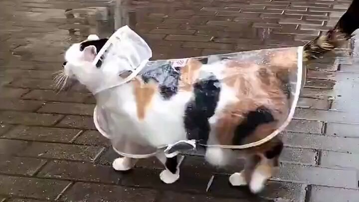 ความหรูหราไม่มีวันตกยุค