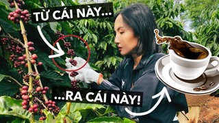 Ly cà phê của bạn được làm ra như thế nào