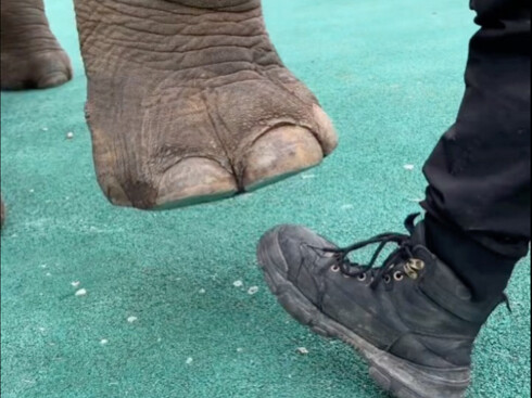 Bạn có biết không, lòng bàn chân của voi thực ra rất mềm mại!