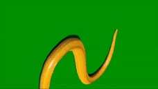 Greenscreen Golden Half Tail New Moving Desblazeheatnix