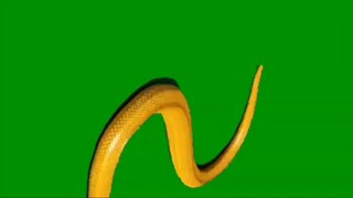 Greenscreen Golden Half Tail New Moving Desblazeheatnix