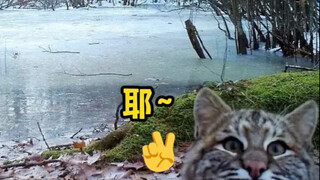 监视器拍到的小动物，也太可爱了吧！！