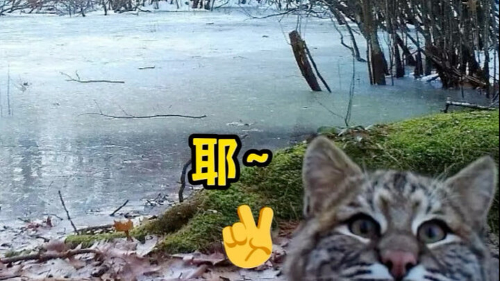 Hewan kecil yang tertangkap kamera monitor, lucu banget!!