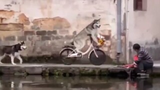 Zhanbo, lihat, aku melihat seekor anjing berjalan dengan sepeda