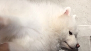 لقد خُدعت، اشتريت ساموا مزيفاً