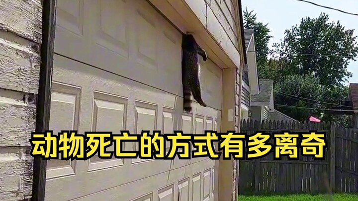 Giám định cái chết kỳ lạ của động vật 63