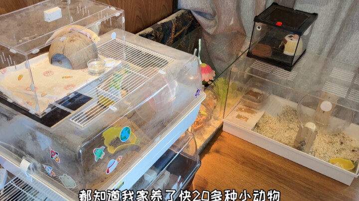 家里20多种小动物 到底哪个最能花钱？！来给它颁奖