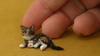 What's length of newborn kitten?