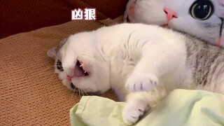 Jika seseorang menirukan suara meong kucing, kucing akan datang dan menggosok-gosokkan tubuhnya kepa