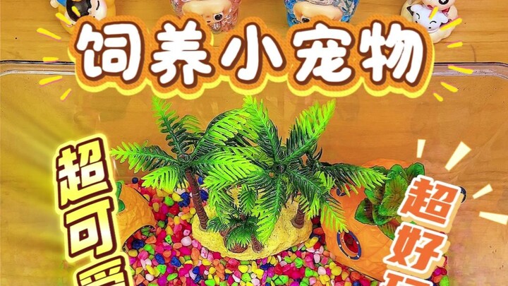 Ayo bersama-sama memelihara kepiting hermit!