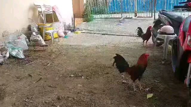 sparring 5