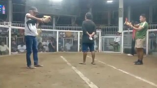 3 cock ulutan champion