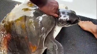 Kura-kura: Baru datang juga, manusia