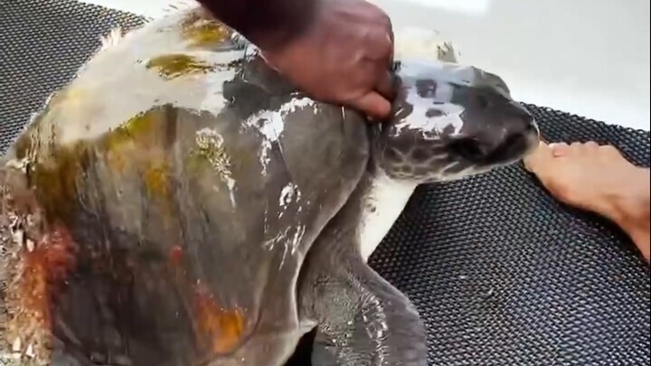 سلحفاة البحر: لماذا أتيت الآن يا إنسان؟