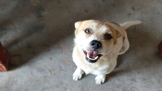 It turns out it's really a very polite little dog!