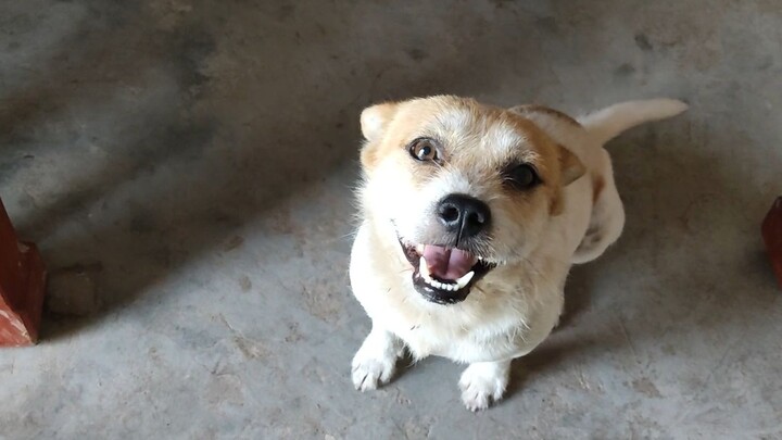 Ternyata, dia memang seekor anak anjing yang sangat sopan!