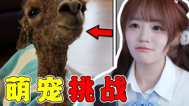 Bagaimana Alam Bisa Menciptakan Begitu Banyak Makhluk Menggemaskan! [Tantangan Hewan Peliharaan Imut