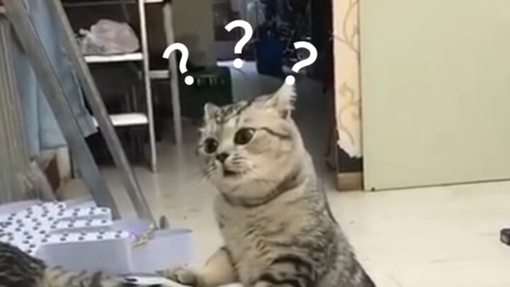 “Penghargaan untuk Kelakuan Mencengangkan Hewan-hewan Kocak!”