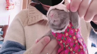 Such a hot dance must have a rat