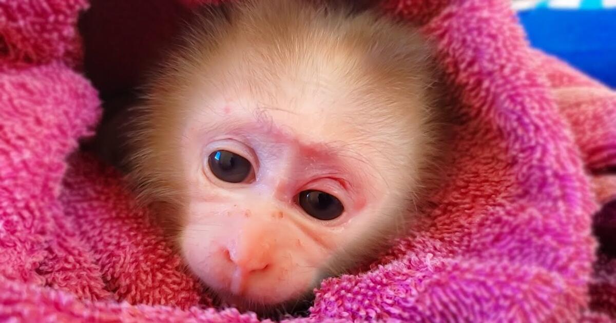 Tiny Baby Monkey Luca So Adorable While Waiting For Mom To Take Care Him Bilibili