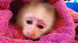 Tiny Baby Monkey Luca So Adorable While Waiting For Mom To Take Care Him