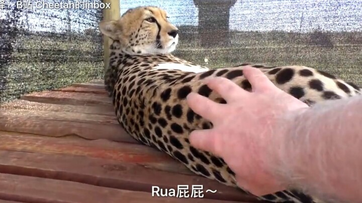 rua猎豹屁股会发生什么反应呢？P2