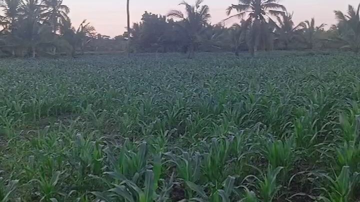 Petani Itu keren