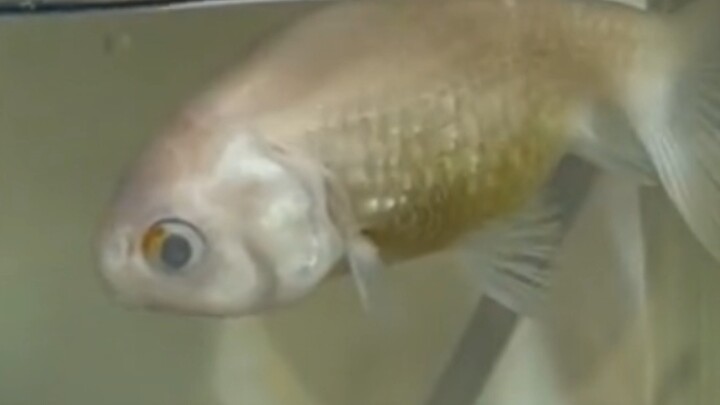 Fish: Dude, aren’t you going to look at me?!