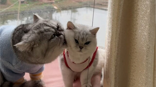 Cats Showing Off Their Love