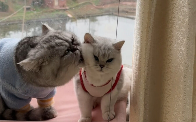 قط يُظهر حبه