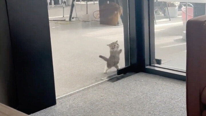 Con mèo bướng bỉnh, không cho nó vào mà nó nhất định phải vào.