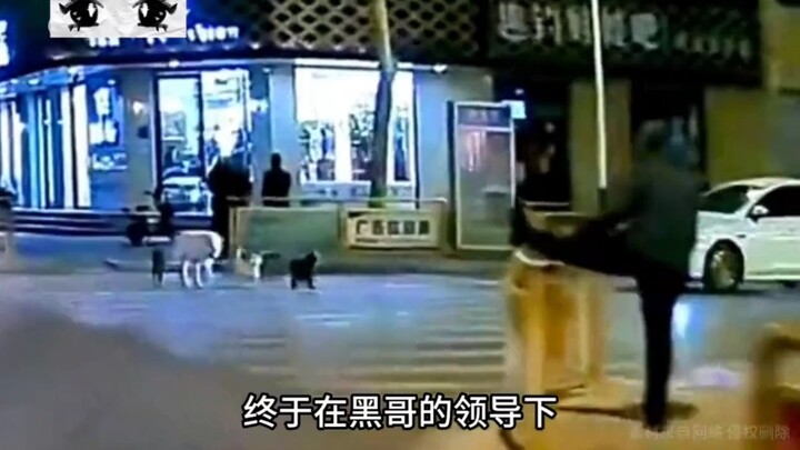 A street-smart gang of four dogs, affectionately known as Hengshui's F4, hit their peak right from t