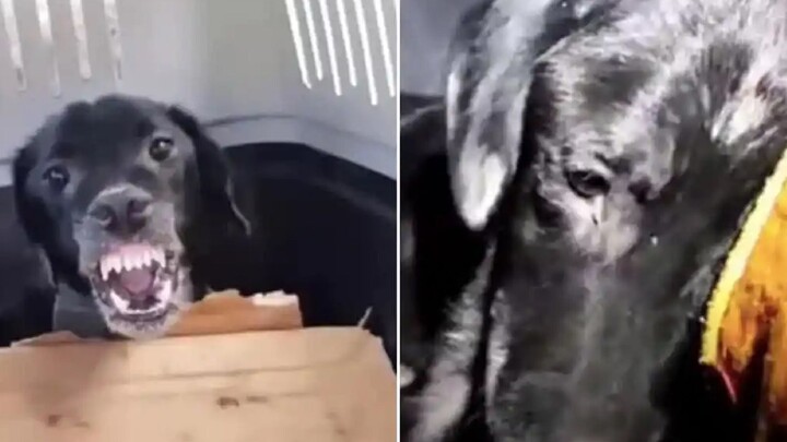 Anjing yang bertahun-tahun disiksa akhirnya berubah menjadi “anjing buas”. Setelah diselamatkan, ia 