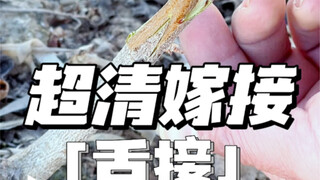 Tongue grafting, the best grafting method for spring, boasts the highest survival rate, strong heali