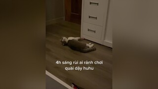 Chú mèo này có vẻ hơi cô đơn 🥺🥲 cat catsoftiktok catlover