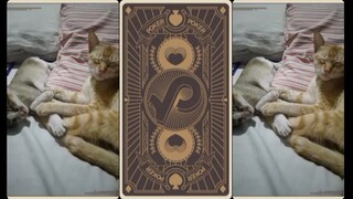 cats