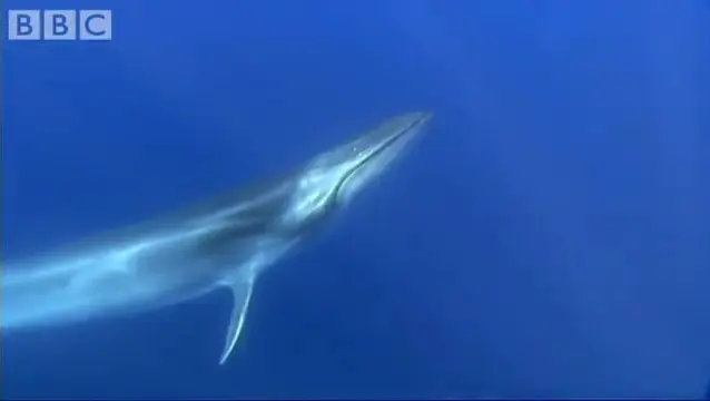 Sei Whale Feeding Frenzy - Blue Planet - BBC wildlife