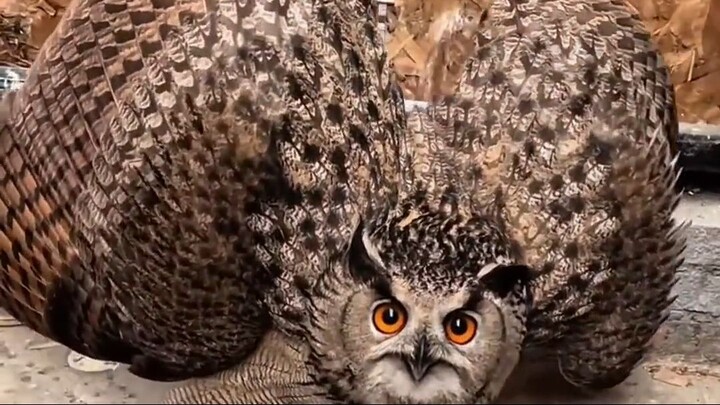 SCARIEST BIRD SOUNDS IN THE WORLD