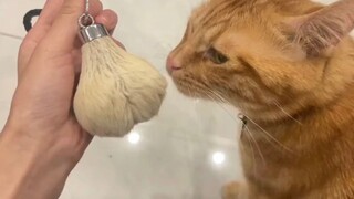 Saya sedikit suka mengambil kotoran anjing