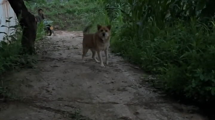 Haven’t seen my dog in over half a year!