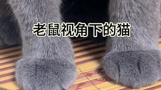 老鼠视角下的猫！吓鼠