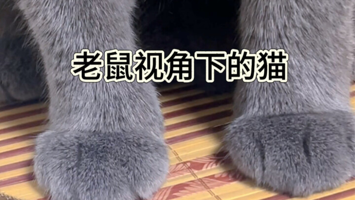 老鼠视角下的猫！吓鼠