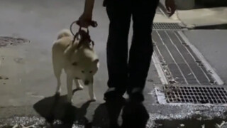 The dog's mysophobia was suddenly cured