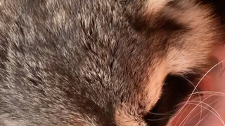 My eyeballs almost got clawed out by a raccoon!