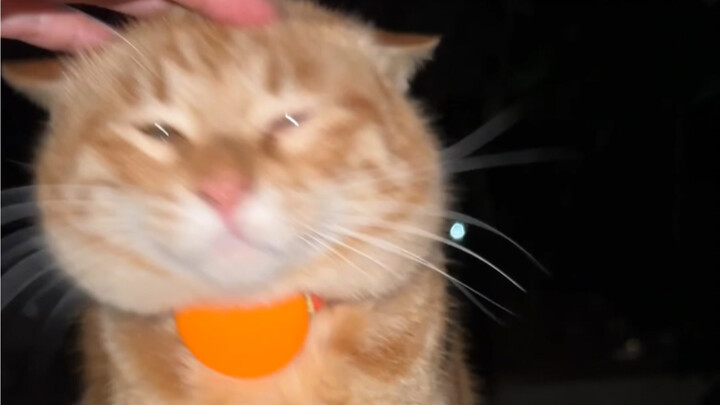 Ini namanya ikan kepala gemuk.