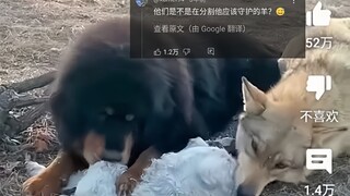 外网热议中国藏獒和狼一起享用肥羊，3600万人浏览，网友：监守自盗可还行