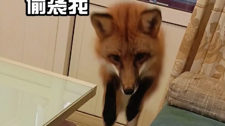 【Fox】Proves Just How Affectionate the Little Fox Is Through Its Actions