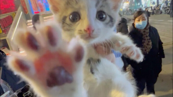 First-person perspective: A kitten sets up a stall to find adopters!