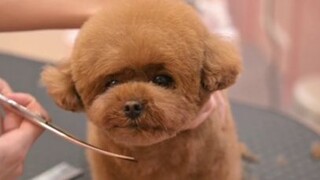 เท็ดดี้ตัวน้อยน่ารัก ตัดผมให้น่ารักขึ้นไปอีก
