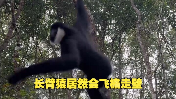 Gibbons can actually scale walls and roofs!